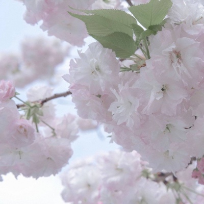 北辰福瑞交流群